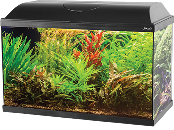 Aquarium Iseo pour débuter l'eau douce.